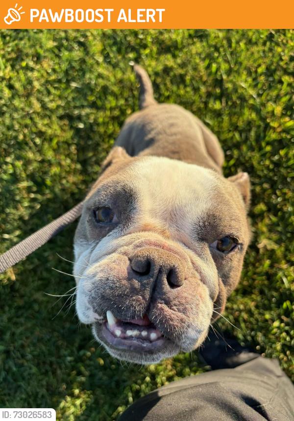 Found/Stray Female Dog last seen Finkbohner Rd, San Joaquin County, CA 95215