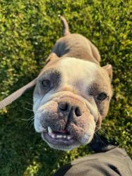 Found/Stray Female Dog last seen Finkbohner Rd, San Joaquin County, CA 95215
