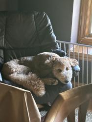 Lost Male Dog last seen Olson and Brandywine ests, Belvidere, IL 61008