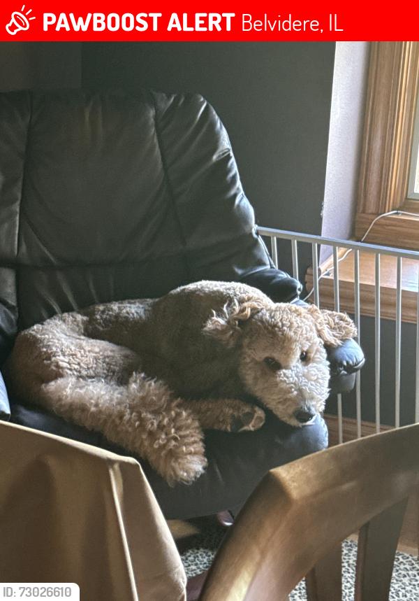 Lost Male Dog last seen Olson and Brandywine ests, Belvidere, IL 61008