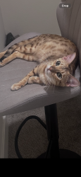 Lost Female Cat last seen Capitol exp way and vista Roma way, San Jose, CA 95136