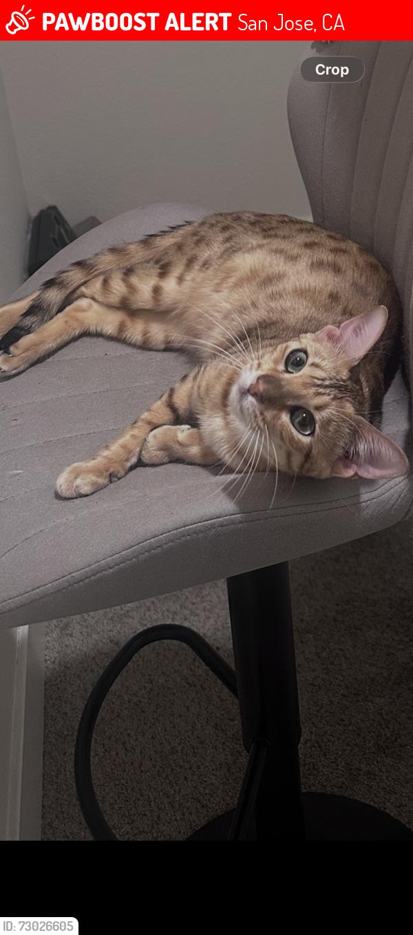 Lost Female Cat last seen Capitol exp way and vista Roma way, San Jose, CA 95136
