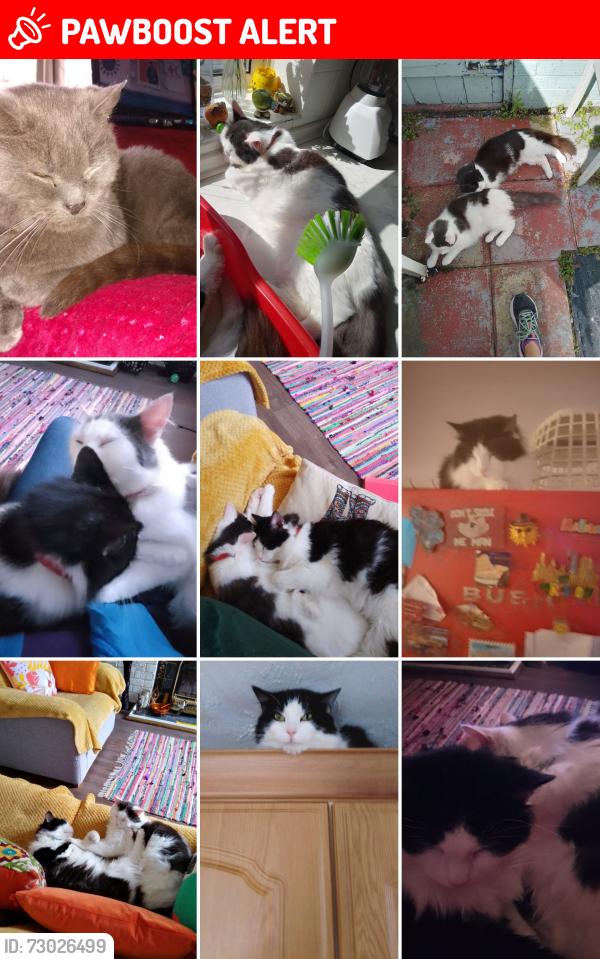 Lost Male Cat last seen North Road area., Darlington, England DL3 0NU