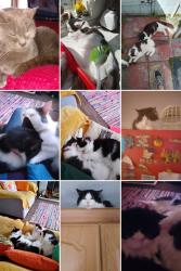 Lost Male Cat last seen North Road area., Darlington, England DL3 0NU