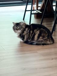 Lost Male Cat last seen Rattray Marsh and Ingersoll Crt, Mississauga, ON L5J