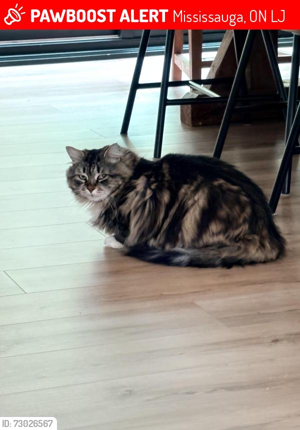 Lost Male Cat last seen Rattray Marsh and Ingersoll Crt, Mississauga, ON L5J