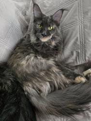 Lost Female Cat last seen Little Sewickley Creek & Woodland Rd, Edgeworth, PA 15143