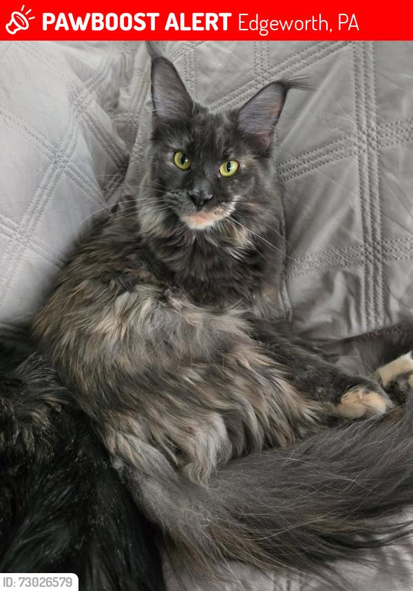 Lost Female Cat last seen Little Sewickley Creek & Woodland Rd, Edgeworth, PA 15143