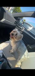 Reunited Male Dog last seen Long Beach Blvd, Long Beach, CA 90805