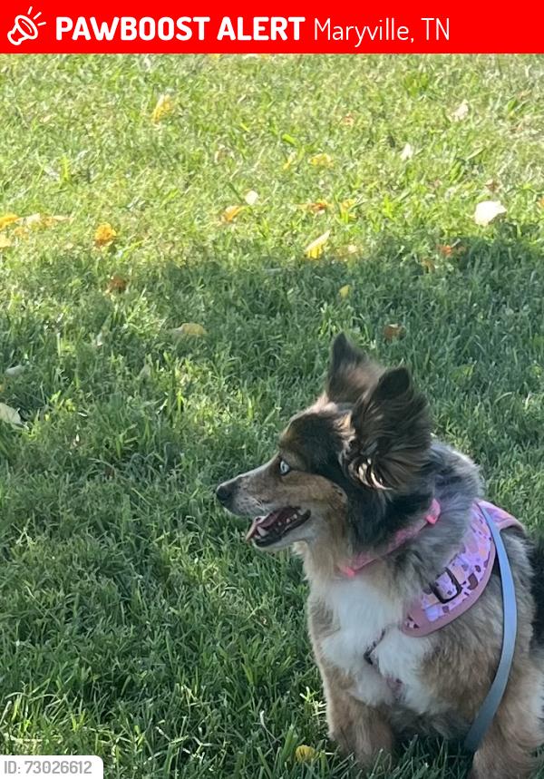Lost Female Dog last seen Conings rd-barkshed, Maryville, TN 37804