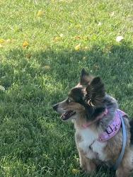 Lost Female Dog last seen Conings rd-barkshed, Maryville, TN 37804