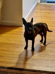Found/Stray Male Dog last seen Searcy, Killeen, TX 76543
