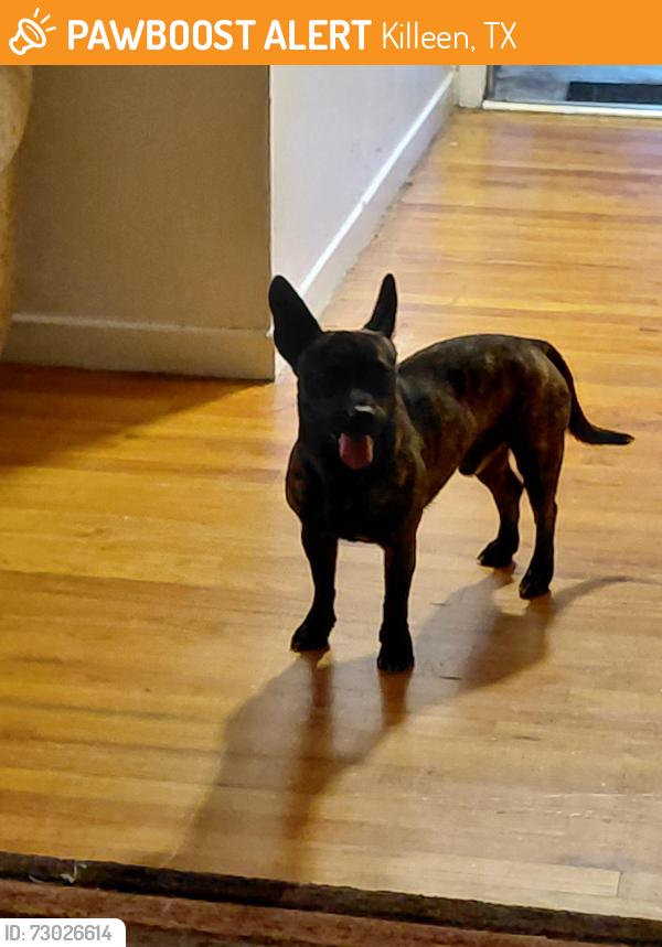 Found/Stray Male Dog last seen Searcy, Killeen, TX 76543