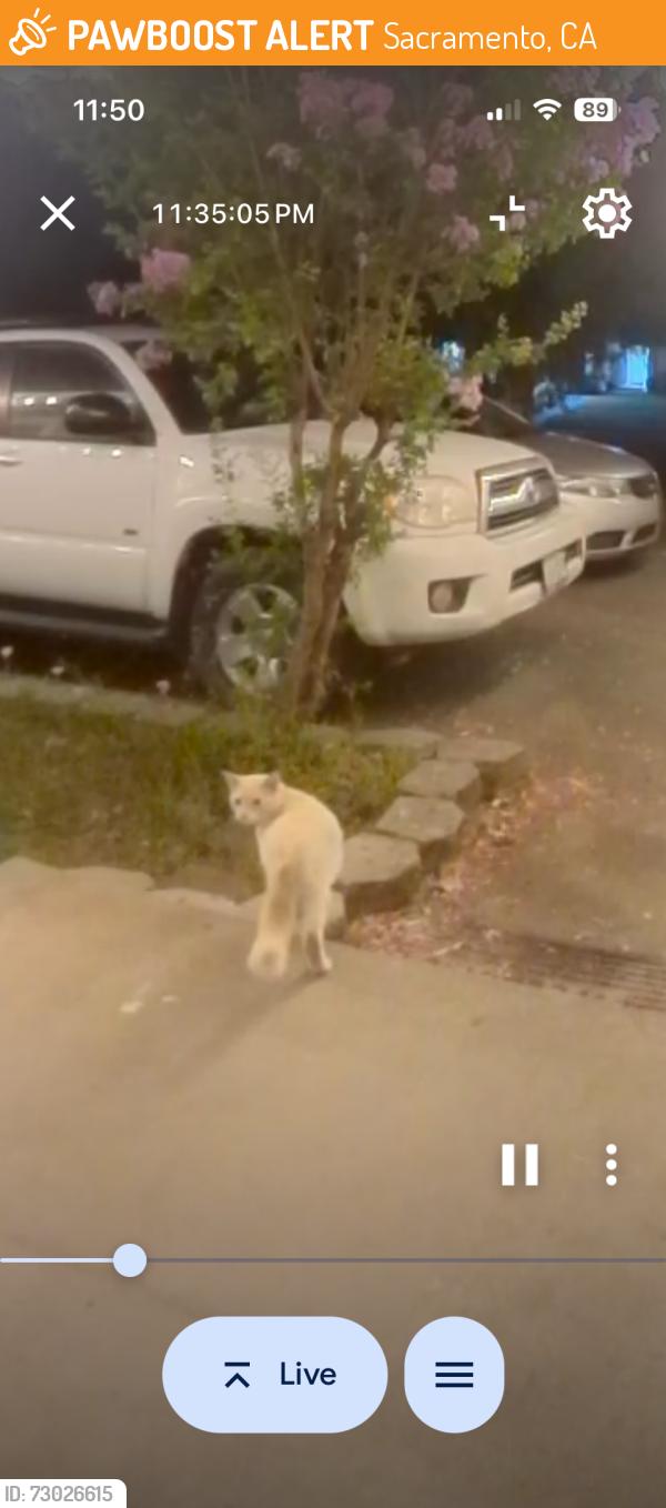 Found/Stray Male Cat last seen Crater Way, Sacramento, CA 95842