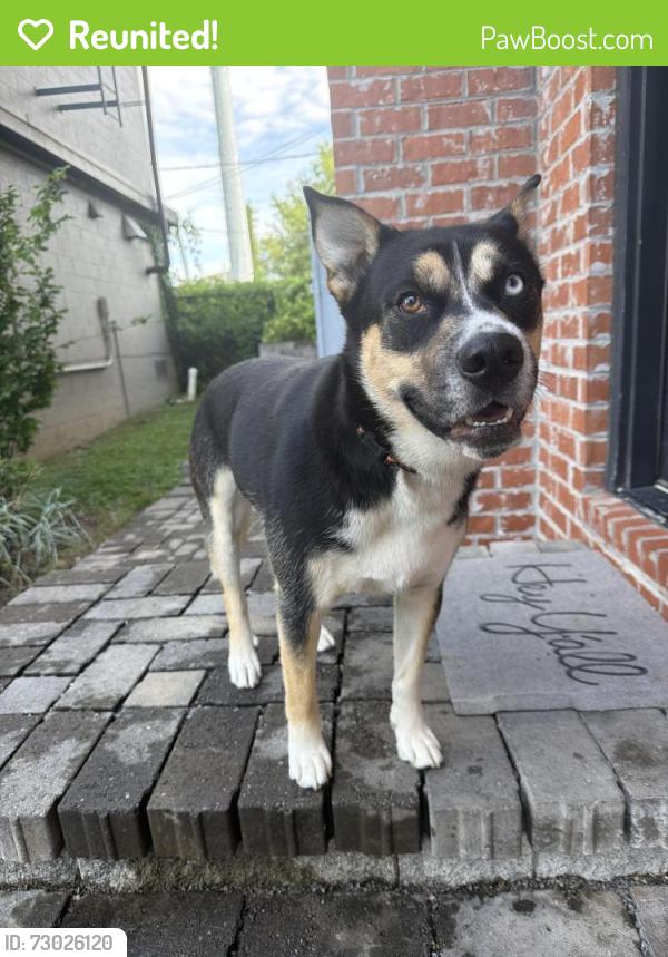 Reunited Female Dog last seen Lindsley Ave, Nashville, TN 37210