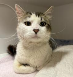 Shelter Stray Male Cat last seen NE 176th ave and E burnside, OR, 1700 W Historic Columbia River Hwy, Troutdale, OR 97060, USA
