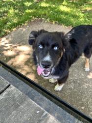 Lost Male Dog last seen Jordan rd , Clarksville, TN 37042