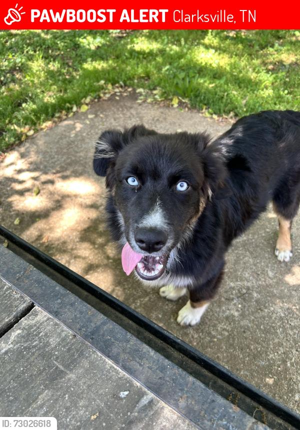 Lost Male Dog last seen Jordan rd , Clarksville, TN 37042