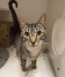 Shelter Stray Male Cat last seen Laurelhurst Park, PORTLAND, OR, 97214, 1700 W Historic Columbia River Hwy, Troutdale, OR 97060, USA