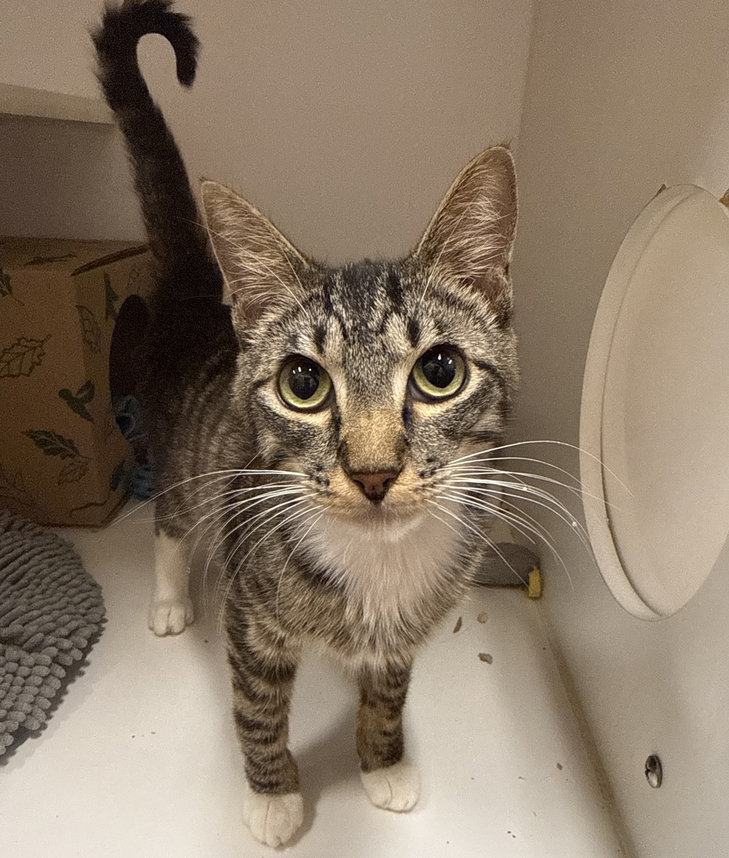 Shelter Stray Male Cat last seen Laurelhurst Park, PORTLAND, OR, 97214, 1700 W Historic Columbia River Hwy, Troutdale, OR 97060, USA