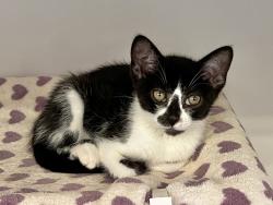 Shelter Stray Female Cat last seen Near Rockglenn Drive, San Diego, CA, 92111, 5500 Gaines St, San Diego, CA 92110, USA