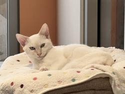 Shelter Stray Male Cat last seen Near Guy Street, San Diego, CA, 92103, 5500 Gaines St, San Diego, CA 92110, USA