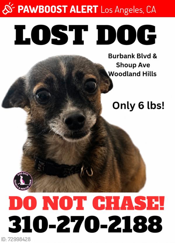 Lost Female Dog last seen burbank and topanda/ burbank and shoup, Los Angeles, CA 91367