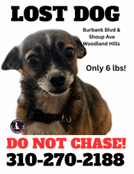 Lost Female Dog last seen burbank and topanda/ burbank and shoup, Los Angeles, CA 91367