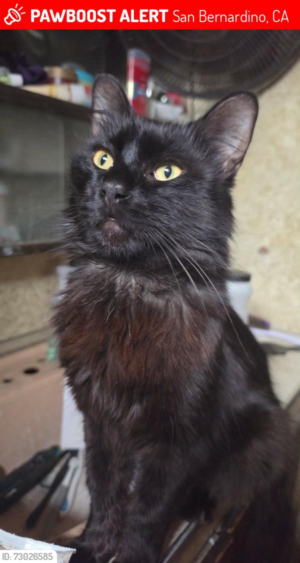 Lost Male Cat last seen San Bernardino Animal Clinic parking lot, San Bernardino, CA 92408