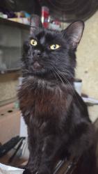 Lost Male Cat last seen San Bernardino Animal Clinic parking lot, San Bernardino, CA 92408