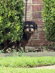 Found/Stray Unknown Dog last seen Old Orchard, Houston, TX 77019