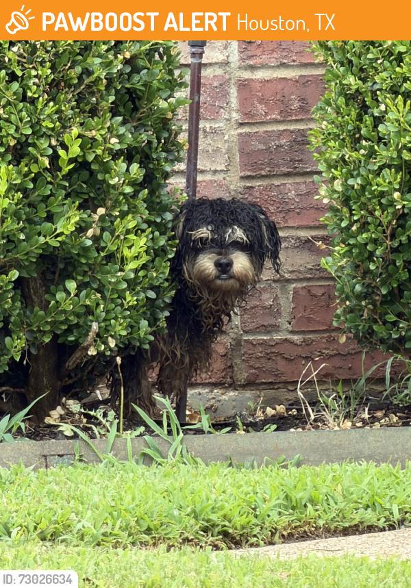 Found/Stray Unknown Dog last seen Old Orchard, Houston, TX 77019