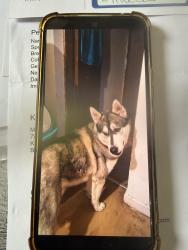 Lost Male Dog last seen barley road birmingham B16 0QE, West Midlands, England B16