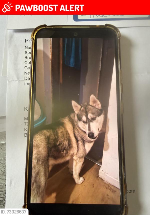 Lost Male Dog last seen barley road birmingham B16 0QE, West Midlands, England B16
