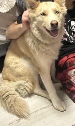 Reunited Female Dog last seen Durfee Ave/Conference St, El Monte, CA 91732