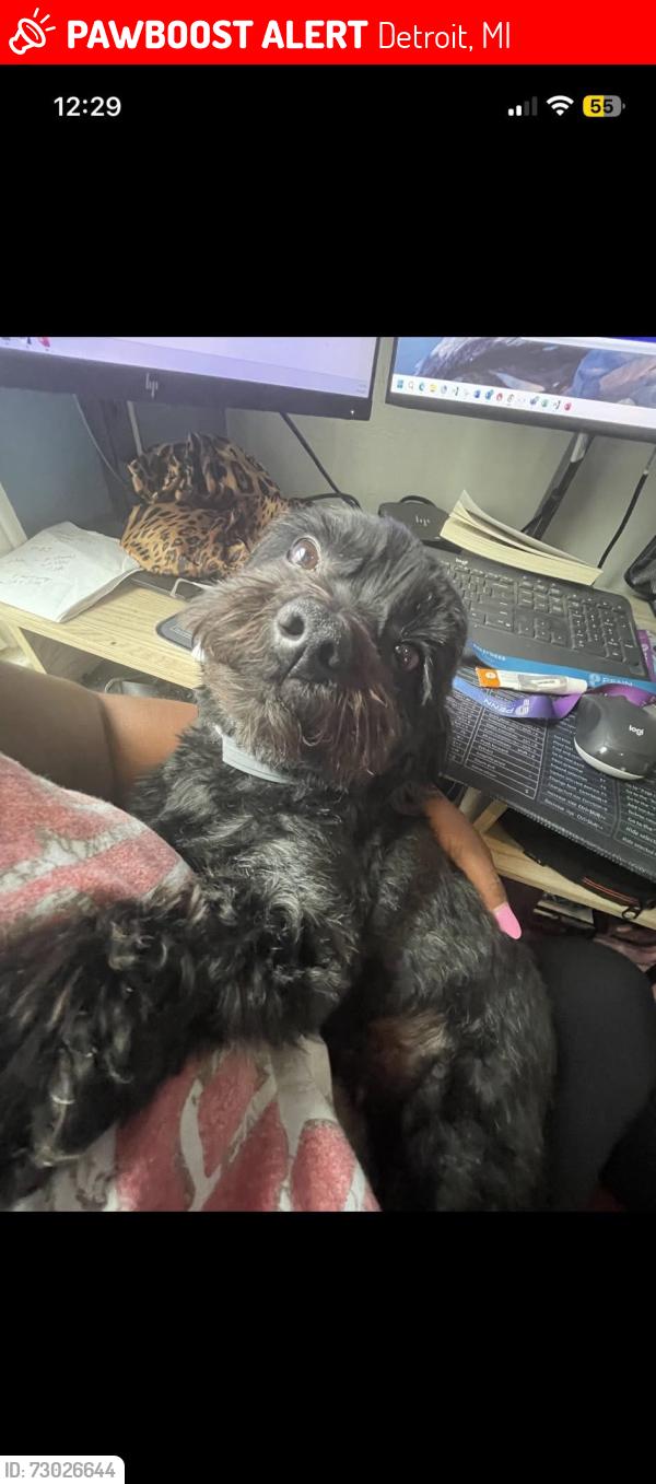 Lost Female Dog last seen 7mile/Outer Dr, Detroit, MI 48234