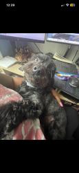Lost Female Dog last seen 7mile/Outer Dr, Detroit, MI 48234