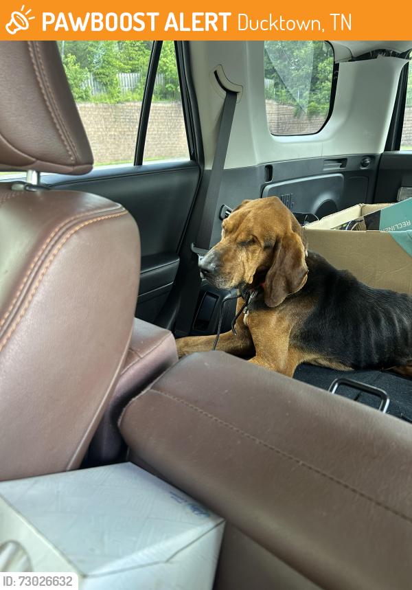 Found/Stray Male Dog last seen Ducktown, TN, Ducktown, TN 37317