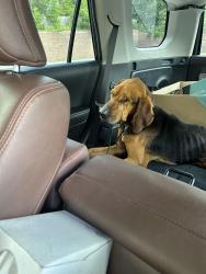Found/Stray Male Dog last seen Ducktown, TN, Ducktown, TN 37317