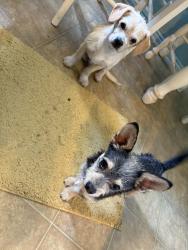 Reunited Unknown Dog last seen West 4th ave & Escondido Blvd, Escondido, CA 92025