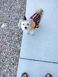 Lost Female Dog last seen Decatur and Vegas drive , Las Vegas, NV 89108