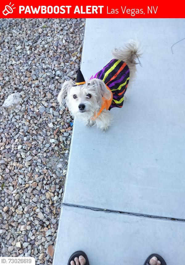 Lost Female Dog last seen Decatur and Vegas drive , Las Vegas, NV 89108
