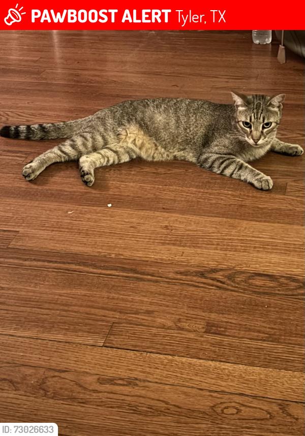 Lost Male Cat last seen Across from green acres, Tyler, TX 75701