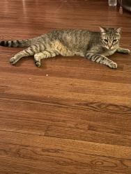 Lost Male Cat last seen Across from green acres, Tyler, TX 75701