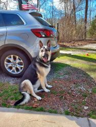 Lost Male Dog last seen Caroline Animal hosp , Milford, VA 22514