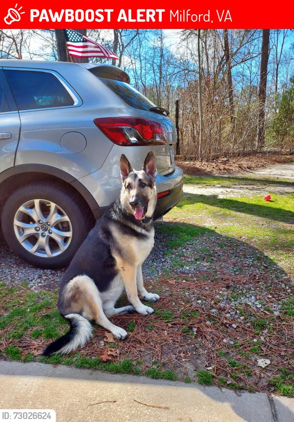 Lost Male Dog last seen Caroline Animal hosp , Milford, VA 22514