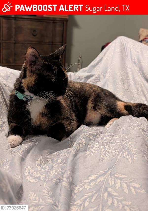 Lost Female Cat last seen Homeward Way, Sugar Land, TX 77479