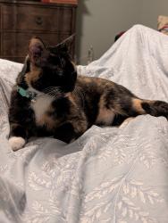 Lost Female Cat last seen Homeward Way, Sugar Land, TX 77479