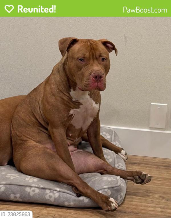 Reunited Female Dog last seen Near E 460 St, St 1350 E, Around Provo Cementery, Heading to the Y, Provo, UT 84606