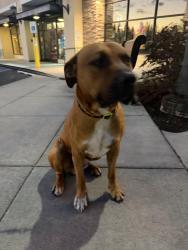 Found/Stray Male Dog last seen Cold Stone at 29th and Fiske, Spokane, WA 99224